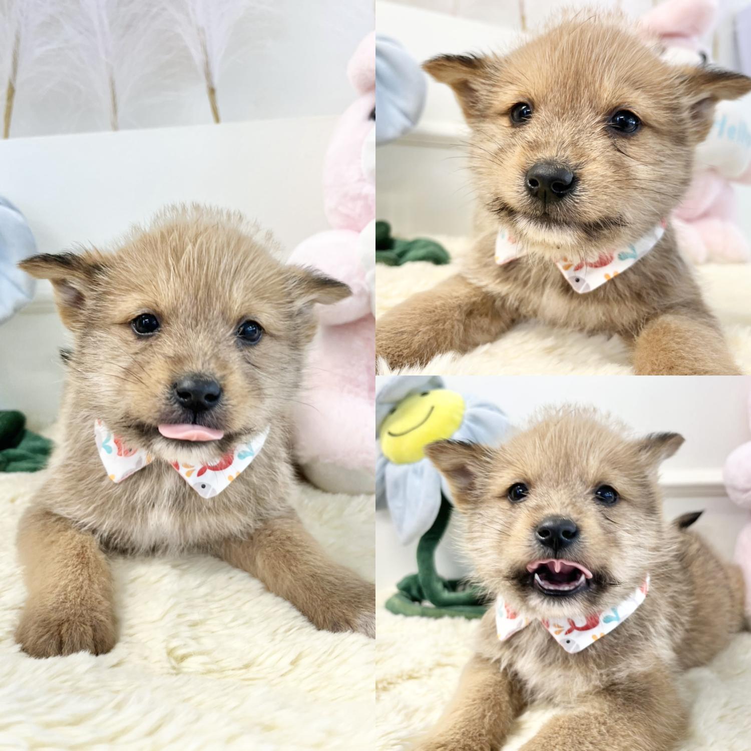 경주동물사랑보호센터_447505202500178